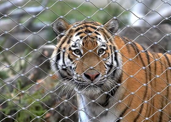 شبكة حبال من الفولاذ المقاوم للصدأ لسياج حديقة الحيوان - أمان عالي وجذاب بصريًا